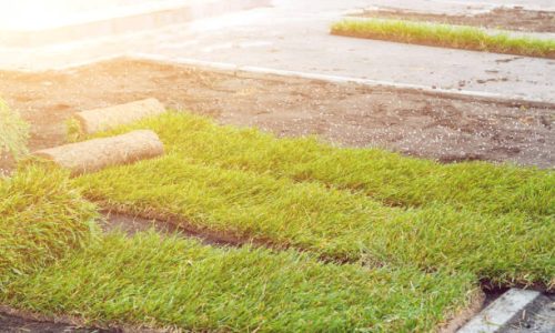 Unveiling the Long-Term Benefits of Sod Installation