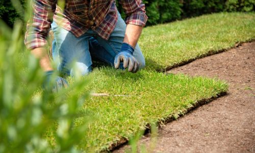 St. Augustine Sod Installation