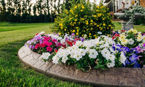 colorful and bright flower beds outside a home in the north. A variety of plants all in bloom in the summer.