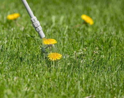 Dandelion,Weed,In,Lawn,And,Spraying,Weed,Killer,Herbicide.,Home
