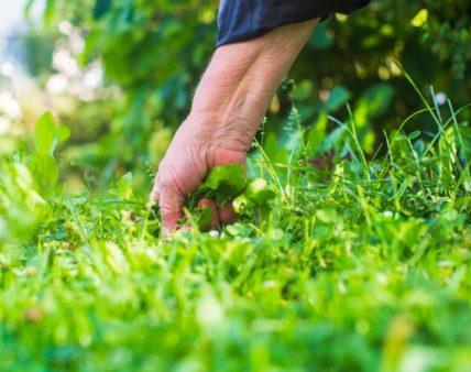A woman's hand is pinching the grass. Weed and pest control in the garden.