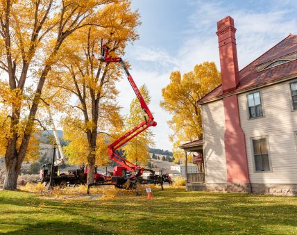 Fort Yellowstone Improvement Project: trimming trees