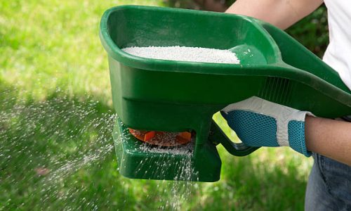 Manual fertilizing of the lawn in back yard in spring time