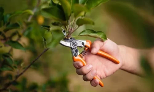 lawn pruning